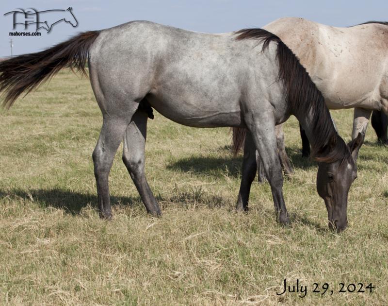 Miss Smokie Hancock's 2023 Roan Colt